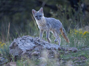 Coconino National Forest