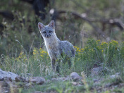 Coconino National Forest