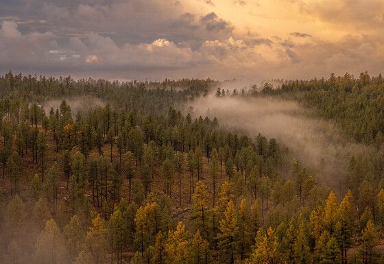 Coconino National Forest