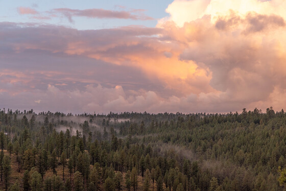 Coconino National Forest