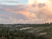 Coconino National Forest