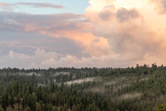 Coconino National Forest