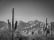 Saguaro National Park