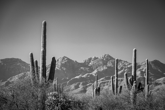Saguaro National Park
