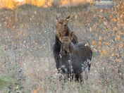 Mama Moose w/ Young Moose