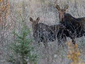 Mama Moose w/ Young Moose
