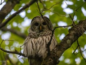 Barred Owl