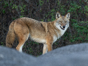 Eastern Coyote on Rock Piles 