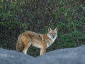 Eastern Coyote on some Rock Piles