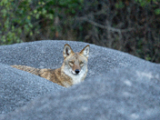 Beautiful Coyote stares out from a Rock Pile