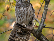 Wing  and leg Stretch