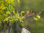 Brown Thrasher