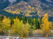 K-Country Autumn Gold