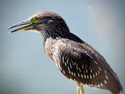 Black crowned night heron