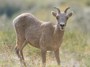 Portrait of a bighorn sheep