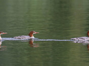 Common Merganser