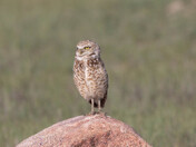 Burrowing Owl