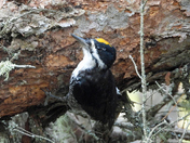 Black Backed Woodpecker