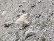 Mountain Goats