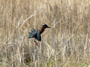 Green Heron
