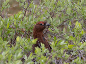 Male Willow Ptarmigan