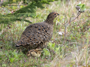 Female Willow Ptarmigan and Young
