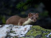 The Little Hunter Among the Stones