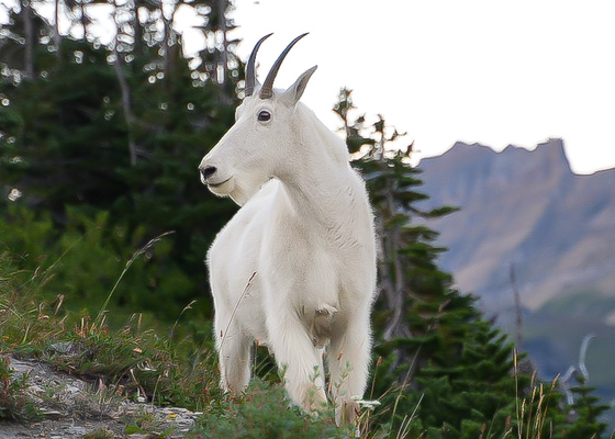 Glacier National Park
