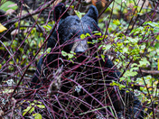 Glacier National Park