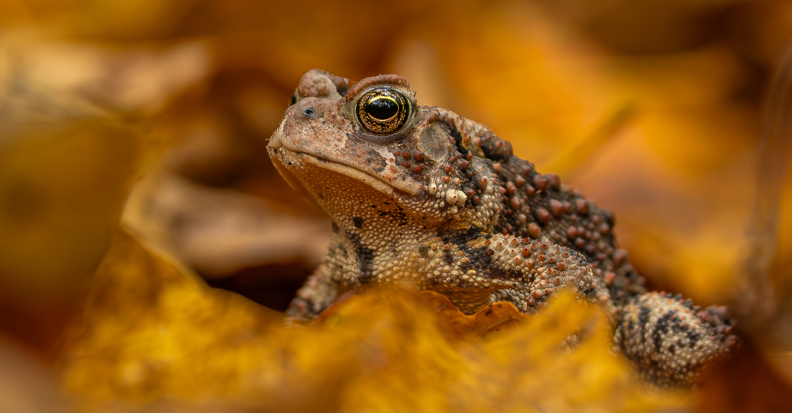 American toad soaking up autumn colors 🍂
