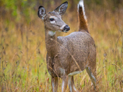 White tailed deer on a rainy day