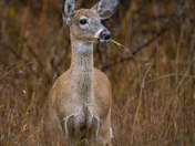 White tailed deer on a rainy day