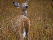 White tailed deer on a rainy day