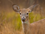 White tailed deer on a rainy day