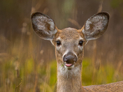 White tailed deer on a rainy day