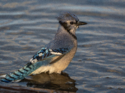 Bathing Blue jay 