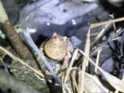 Spring Peeper