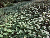 Headwaters Forest Reserve 