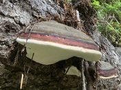 Headwaters Forest Reserve 