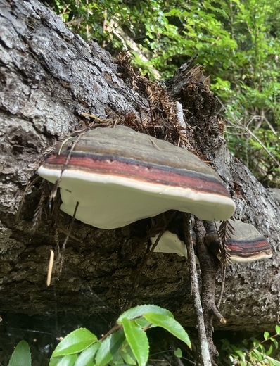 Headwaters Forest Reserve 