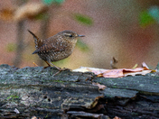 Winter Wren