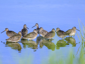 Birds of a feather flock together