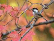 Autumn Chickadee