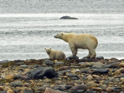 Mom And Cub Polar Bear