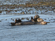 Sea Otters