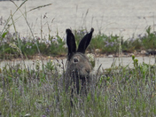 Arctic Hare