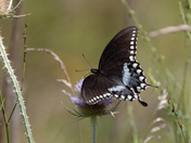 Spicebush Butterfly