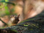 Winter Wren