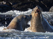 Steller Sea Lions having a disagreement.  