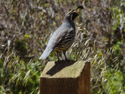 Los Padres National Forest